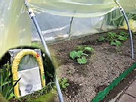 ŠILTLYSVĖ ‘ANKSTYVASIS’