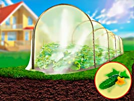 ŠILTLYSVĖ 'AGURKELIS'